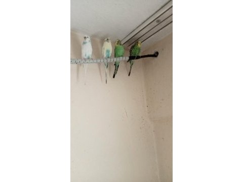 Yeni muhabbet kuşu yavrular
