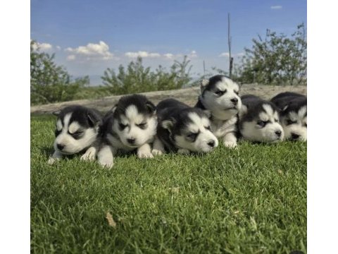 Safkan husky minikler