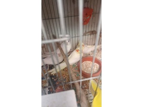 Yavru sultan papağanı lutino