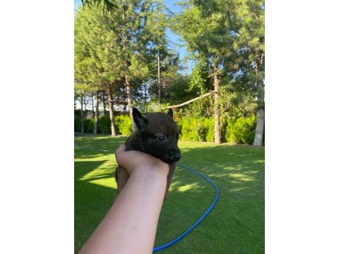 Malinois bebekler yeni yuvalarını bekliyorlar