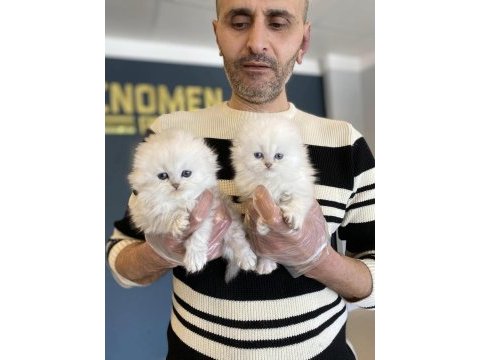 En üst kalite scottısh arayanları bekliyoruz ankara