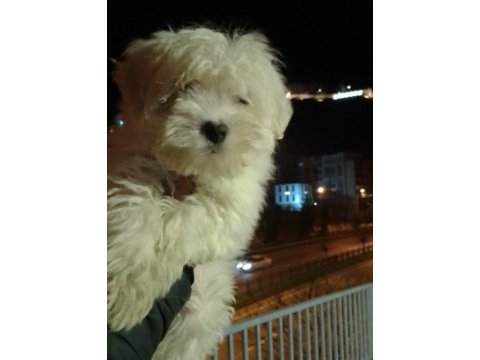 Erkek kore maltese