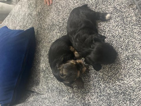 4 tane yorkshire terrier