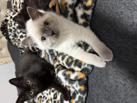 British colorpoint shorthair