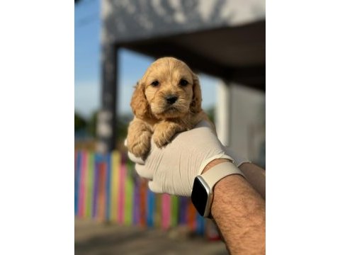 Maltipoo yavrularımızı canlı görerek alabilirsiniz