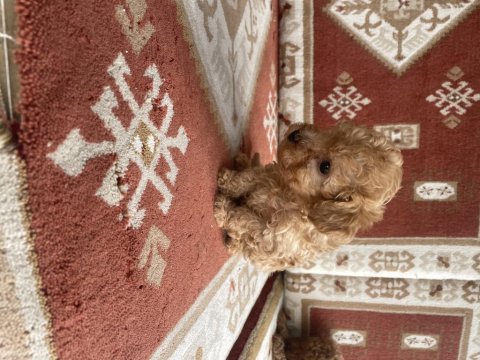 Orijinal toy poodle bebekler evde doğdu