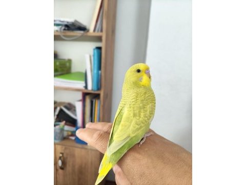Muhabbet kuşu sahibinden