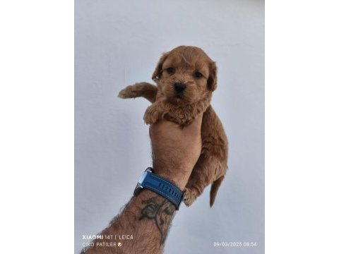 Maltipoo köpeğimiz