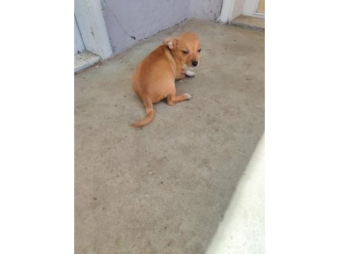 2 aylık 2 adet erkek chihuahua yavruları