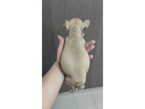 Uyguna kaliteli fawn dişi french bulldog