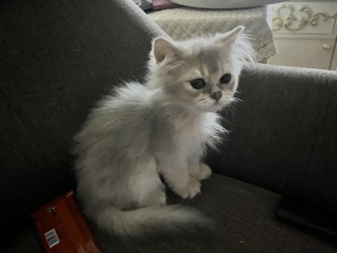 2 aylık erkek british longhair yavrumuz