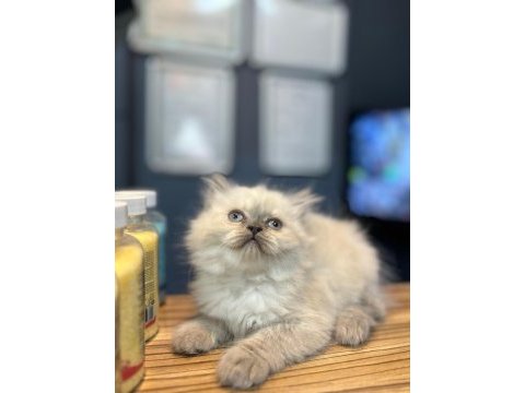 Süper british shorthair yavrular
