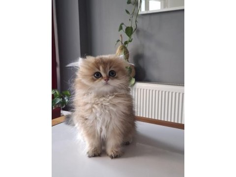British longhair golden yavrumuz full şecereli