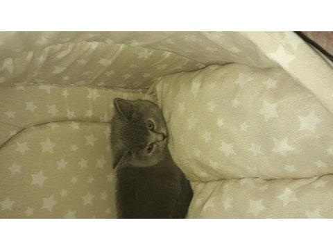 British shorthair kedimiz
