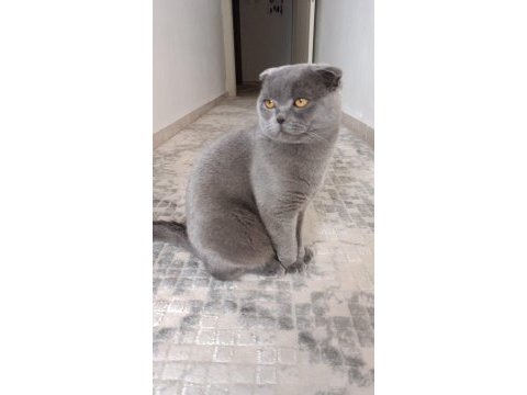 11 aylık scottish fold