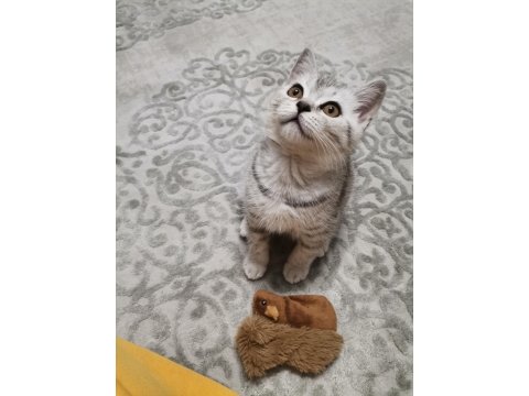Babalık hakkı miniğim ömürlük yuvasını arıyor