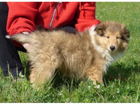 Rough collie ( lessie ) yavruları