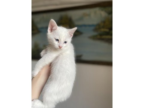 British shorthair yavrularım yuvalarına gitmeye hazırlar