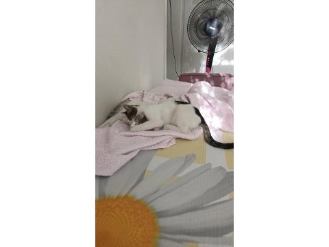 2 tane yavru kedi ücretsiz sahiplendirmek istiyorum