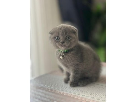 Kedilerim yeni sahiplerini bekliyorlar
