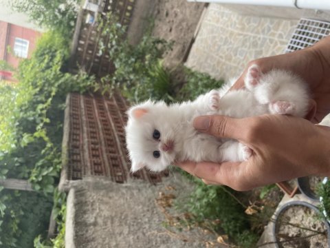 British longhair kedimiz
