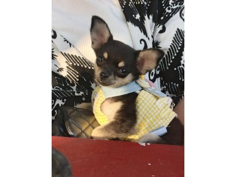 Son 1 yavru chihuahua