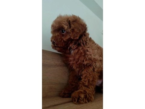 En güzelinden poodle bebeklerimiz hazır