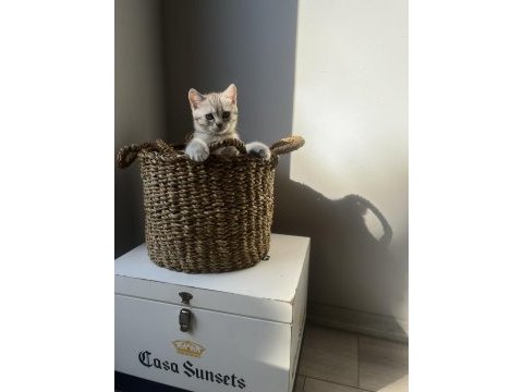 2 aylık british shorthair