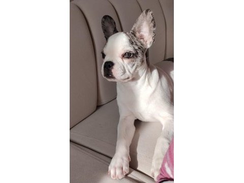 Fransız bulldog son 1 yavru