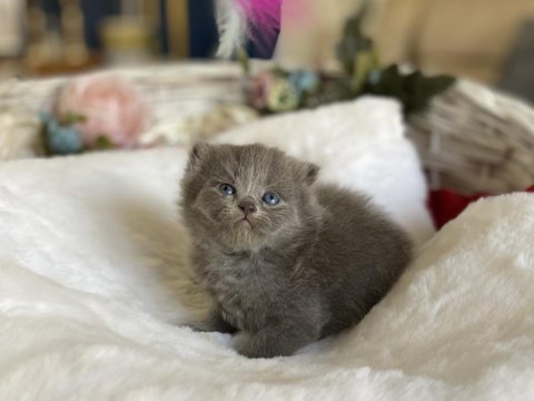 Ayı surat şecereli lilac scottish fold bebeğimiz