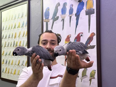 Belgeli faturalı bebek jako papağanı yavrularımız
