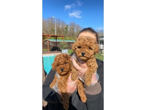 Red brown toy poodle yavruları istanbul
