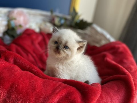 A+ show kalite british shorthair chocolate yavrumuz