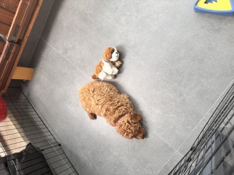 70 günlük poodle kedimiz ile anlaşamıyor