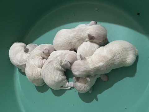 Korekan maltese terrier