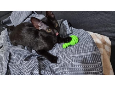Uslu, oyuncu, tatlı siyah kedi yavrusu acil sahiplendirme