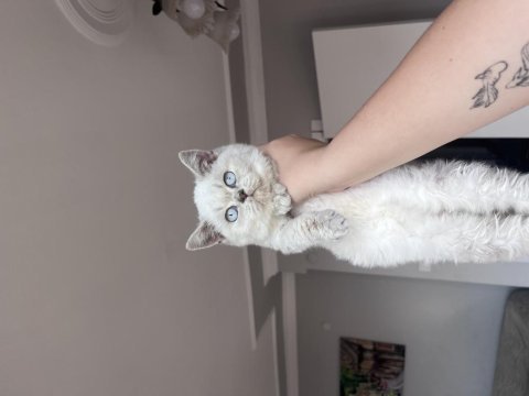 Oyuncu teslime hazır tek bebek kedimiz
