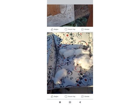 Hollanda teddy lop tavşan yavruları