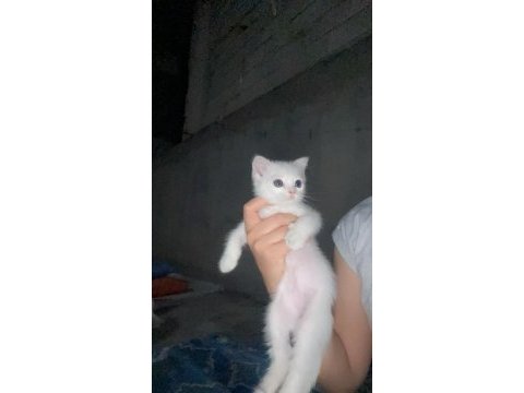 Bir buçuk aylık scottish fold