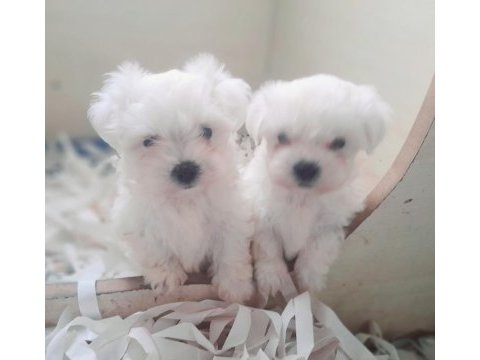 0 numara bembeyaz maltese terrier yavrularımız