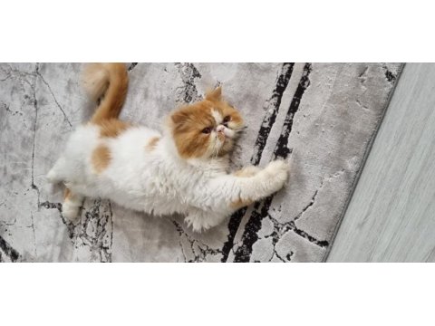 1 yaşında erkek kedişimiz exotic