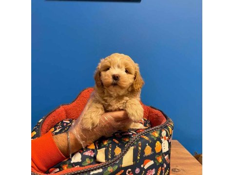 A kalite maltipoo bebeklerimiz