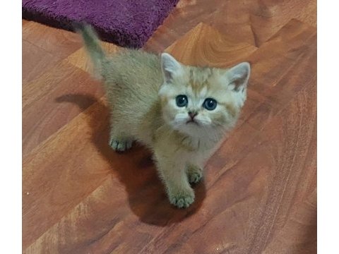 Safkan british shorthair ny 11