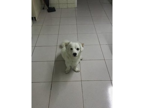 Ücretsiz rus finosu kırması köpeğimi sahiplendiriyorum