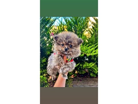 Varsa daha iyisi o da annesi pomeranian boo