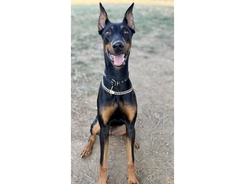 7.5 aylık doberman kızımız