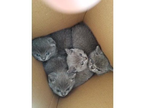 Scottish fold yavrumuz yuva arıyor