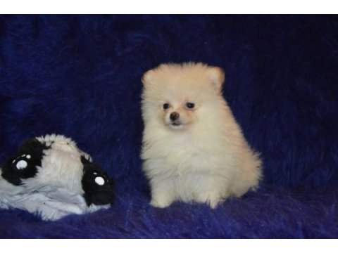 Pomeranian boo erkeğimiz