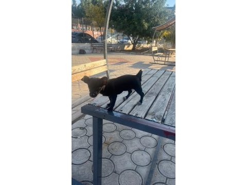 Yavru dişi şivava cinsi köpeğimiz