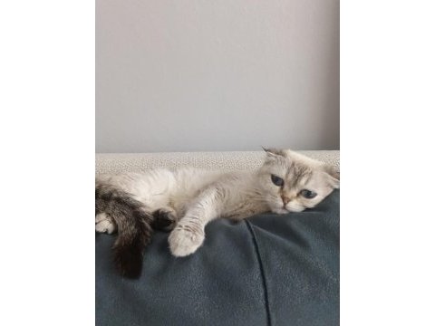 2 yaşında dişi scottish fold